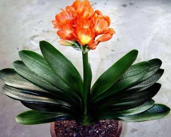 君子兰有毒吗(1分钟带你了解关于君子兰的知识)