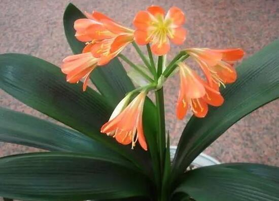 君子兰有毒吗(1分钟带你了解关于君子兰的知识)