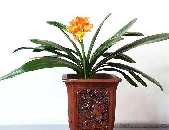 君子兰有毒吗(1分钟带你了解关于君子兰的知识)