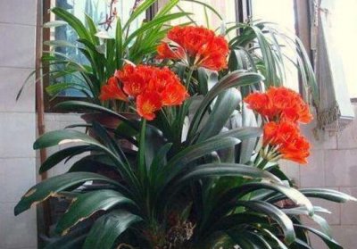 ​君子兰有毒吗（1分钟带你了解关于君子兰的知识）