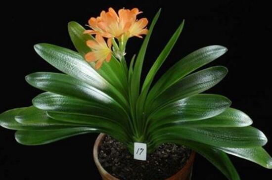 君子兰有毒吗(1分钟带你了解关于君子兰的知识)