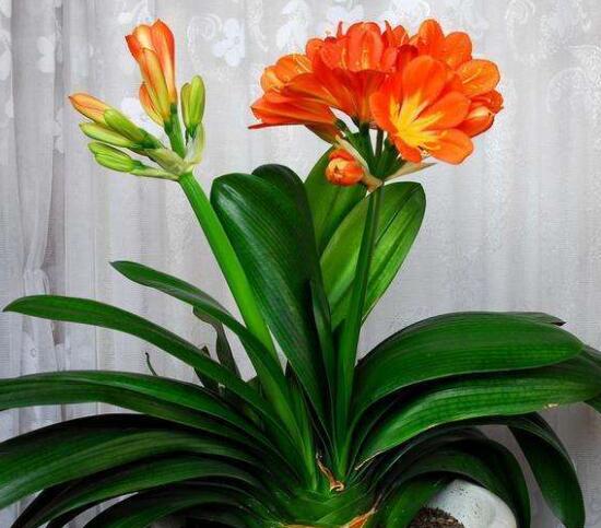 君子兰有毒吗(1分钟带你了解关于君子兰的知识)