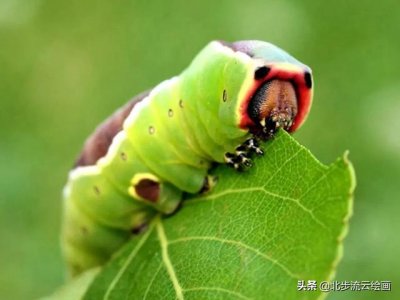 ​毛毛虫怎么画(彩色的毛毛虫怎么画)