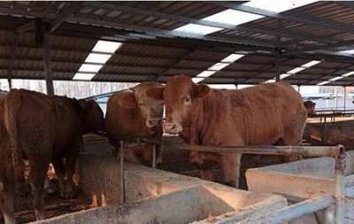 ​小规模养牛怎么起步(农村怎么大规模养牛)