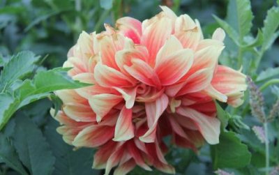 ​十月份适合养的花的介绍