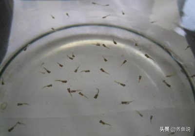 ​小孔雀鱼苗怎么养（孔雀鱼苗饲养过程中容易忽略的小细节）