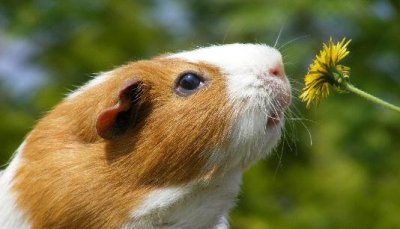 ​葵鼠怎么养？葵鼠的价格