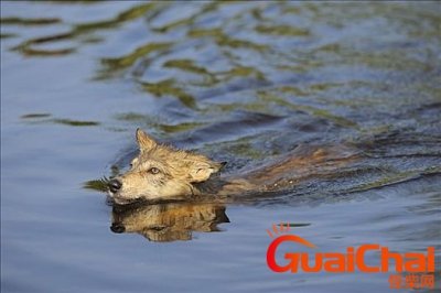 ​狼会游泳吗？狼会游泳吗百科