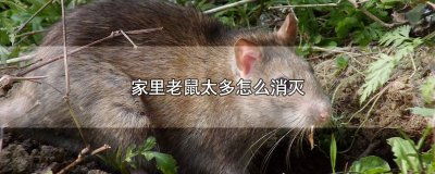 ​家里老鼠太多怎么消灭