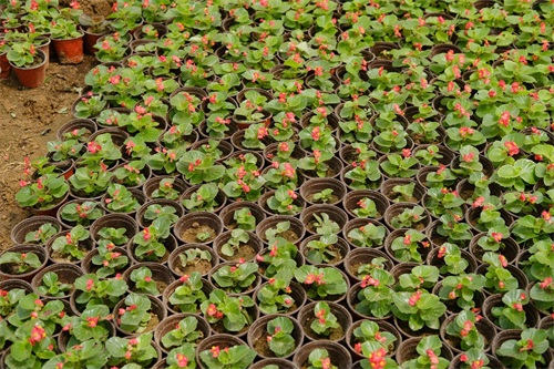 四季海棠 四季海棠