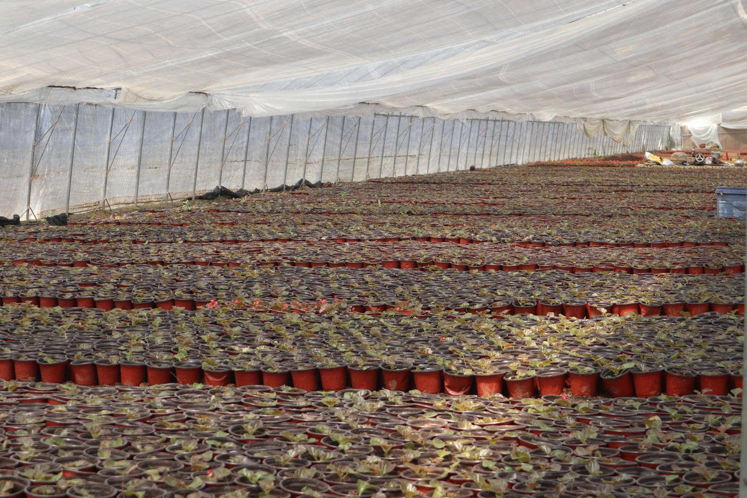 四季海棠 四季海棠