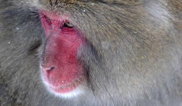 生活nhk听力下载 NHK简单日语听力 1