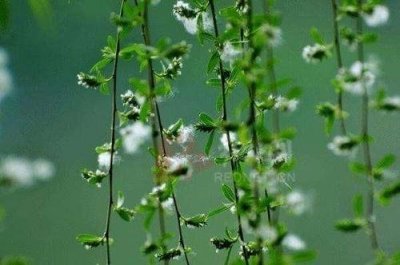 ​陌上柳絮（陌上柳絮倾城雪全诗意思）