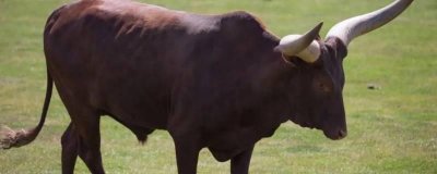 ​沙僧打一正确生肖