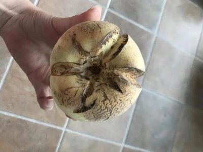 ​爆炸桃不宜食用（近日女子买爆炸桃）