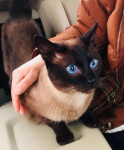 ​暹罗猫怎样才算认主人了（暹罗猫认主人的6个表现）