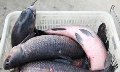 ​钓青鱼，夏天钓青鱼缺氧钓几米水深好？