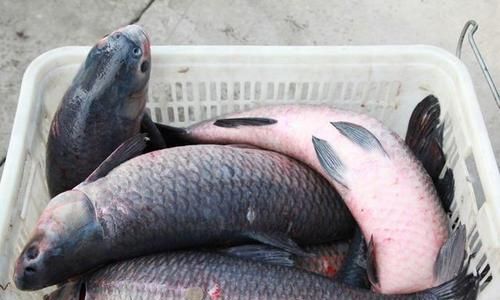 夏天钓青鱼缺氧钓几米水深好