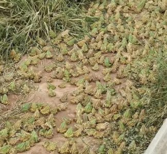 ​不出门打工在农村适合做什么(农村外出务工人员)