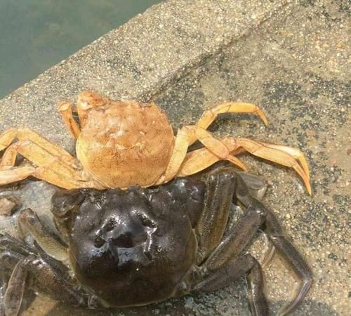 螃蟹脱壳死亡是什么原因