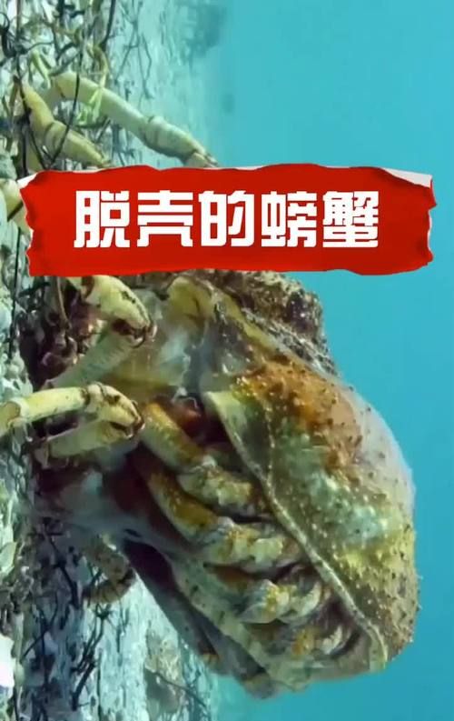 大闸蟹生长期间为什么会脱壳呢