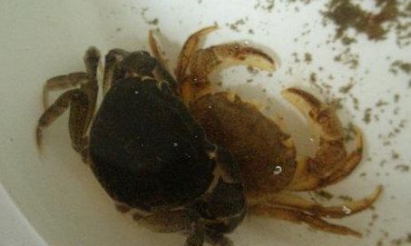 螃蟹退壳有什么前兆吗