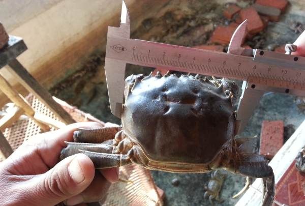 螃蟹脱壳是怎么回事,螃蟹退壳有什么前兆吗图2