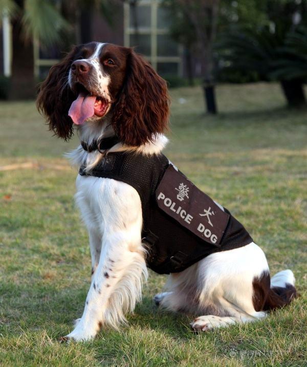 中国现用的7种警犬，保家卫国的好帮手！