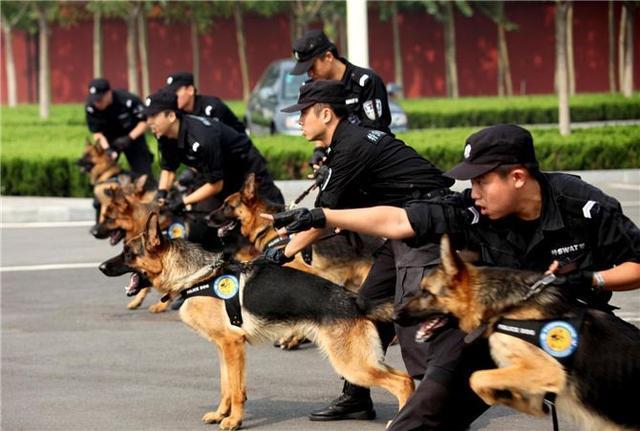 中国现用的7种警犬，保家卫国的好帮手！