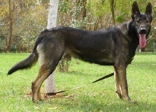 中国现用的7种警犬，保家卫国的好帮手！