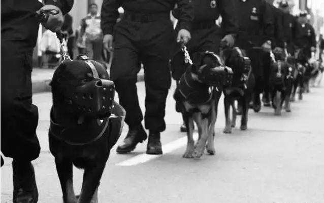 中国现用的7种警犬，保家卫国的好帮手！