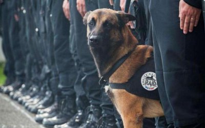 ​中国现用的7种警犬，保家卫国的好帮手！