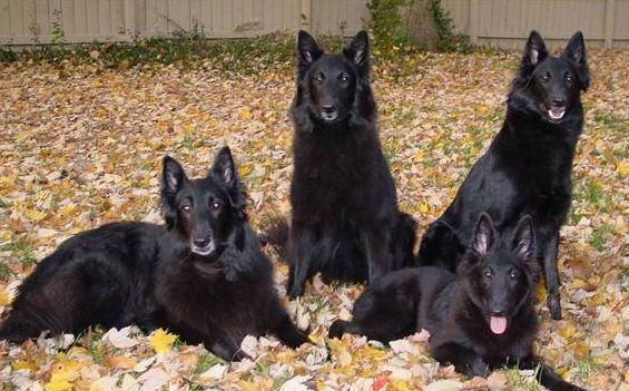 中国现用的7种警犬，保家卫国的好帮手！