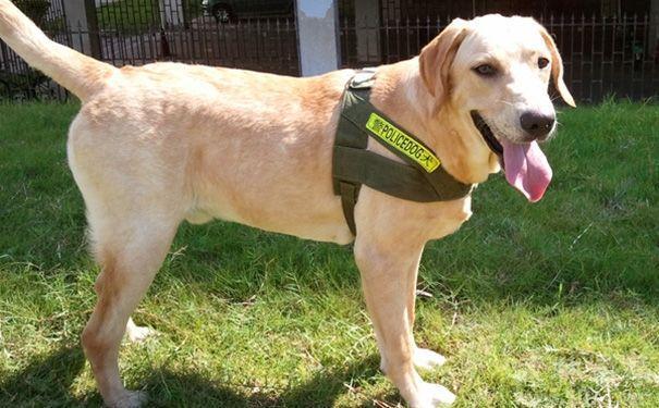 中国现用的7种警犬，保家卫国的好帮手！