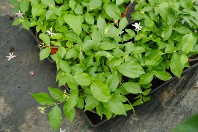 ​咔嚓1剪刀下去，茉莉矮牵牛...蹭蹭长爆盆！