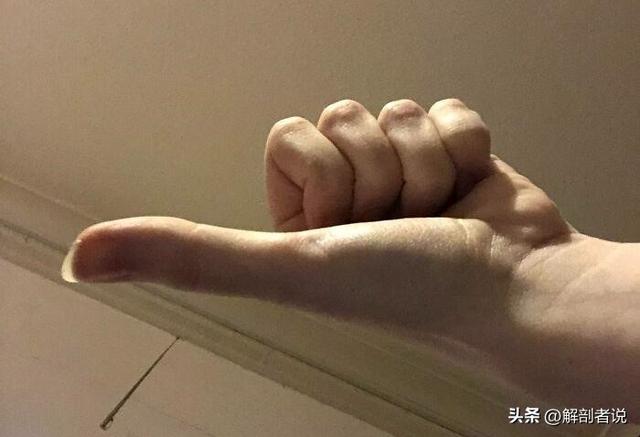 各手指解剖图及名称(白话解剖奇怪的手指)(4)