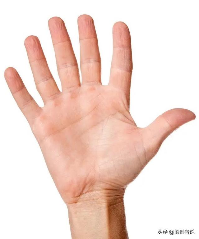 各手指解剖图及名称(白话解剖奇怪的手指)(6)