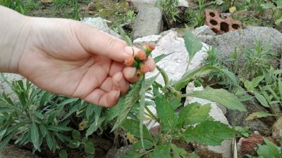 ​它是珍贵的“救命菜”，农村见到，请尽量不要用脚踩踏它，谢谢