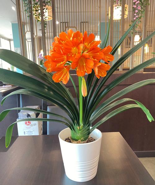 君子兰的正确养殖方法（君子兰怎么养）