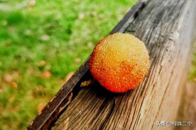 冬雪雪冬小大寒是指哪六个节气(按顺序介绍)