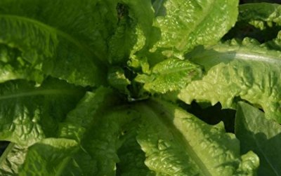 8个妙招防治蔬菜蚜虫,蚜虫无处可逃!