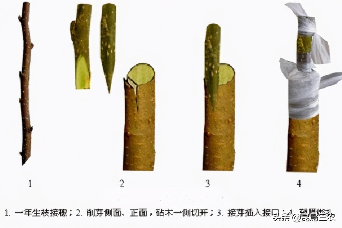 柑橘树的嫁接方法我想知道一下(柑橘嫁接技术几种方法)
