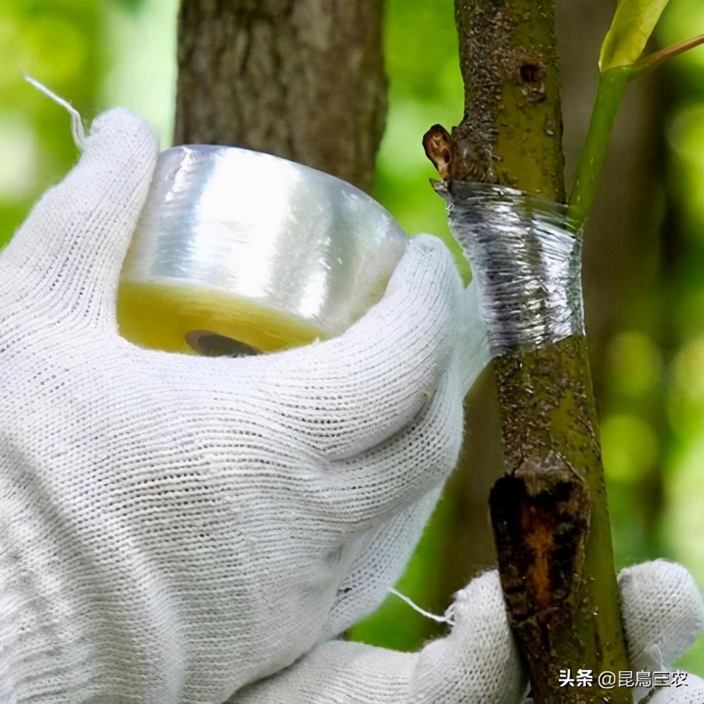 柑橘树的嫁接方法我想知道一下(柑橘嫁接技术几种方法)