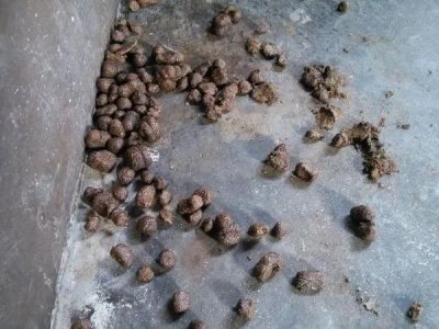 母猪便秘的根本原因,和解决方法