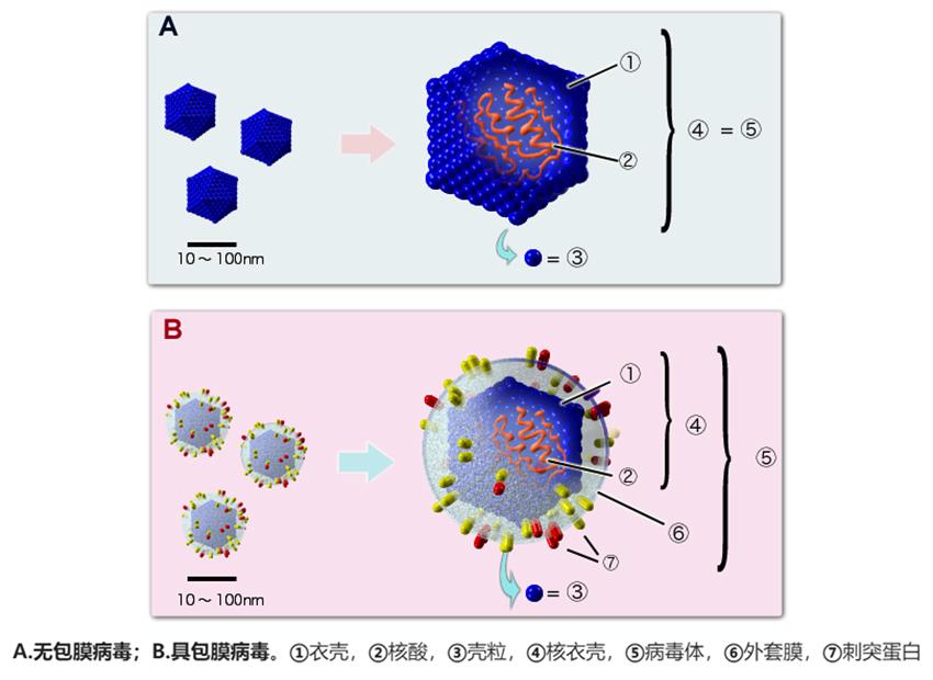 病毒存在34亿年（病毒存在多少亿年了）