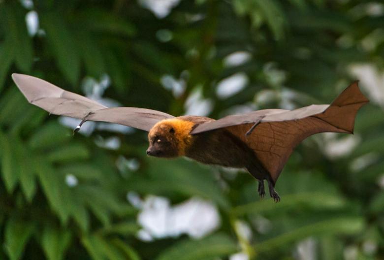 病毒存在34亿年（病毒存在多少亿年了）