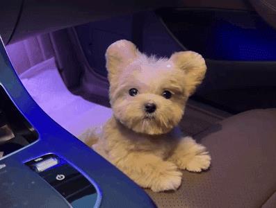 马尔泰狗狗是什么品种(马尔泰狗狗长什么样)