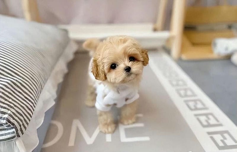 马尔泰狗狗是什么品种(马尔泰狗狗长什么样)