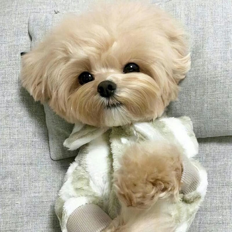 马尔泰狗狗是什么品种(马尔泰狗狗长什么样)