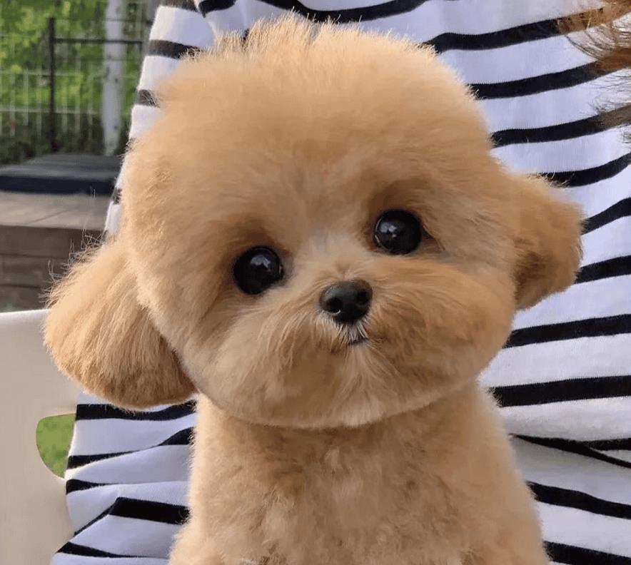 马尔泰狗狗是什么品种(马尔泰狗狗长什么样)